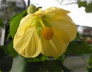 Абутилон, жълт (Abutilon yellow)