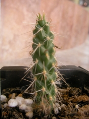Цилиндроопунция (Cylindropuntia spinisior)