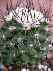 Копиапоа (Copiapoa paposoensis, Copiapoa humilis)