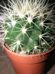 Ехинокактус грузони, Кактус Табуретката на тъщата (Echinocactus grusonii)