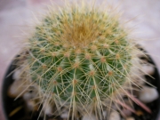 Нотокактус (Notocactus claviceps, Parodia schumanniana)