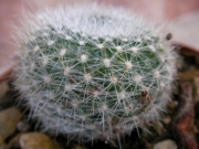 Ребуция (Rebutia muscula)