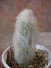 Аустроцефалоцереус (Austrocephalocereus dybowskii)