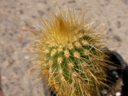 Ватриканиа (Cactus Vatricania guentherii)
