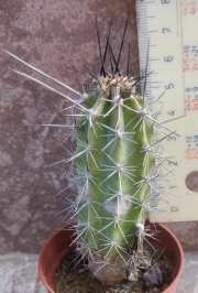 Кактус (Cactus)