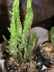 Опунция (Opuntia Monacantha fma Variegata)