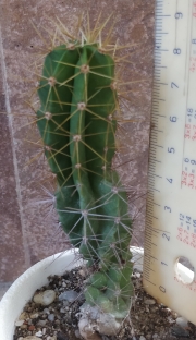 Кактус (Cactus)