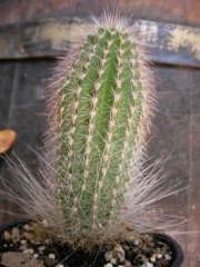 Триксантоцереус (Trixanthocereus blossfeldiorum)