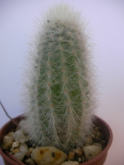 Миркантоцереус (Micranthocereus auri-azureus)