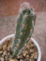 Пилоцереус (Pilocereus glaucescens)
