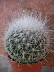 Кактус (Cactus)