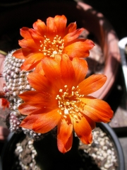 Кактус (Cactus)