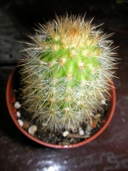 Вебербауроцереус (Weberbauerocereus winterianus)
