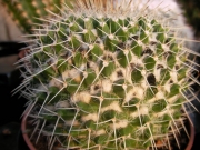 Мамилария (Mammillaria)