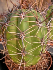 Кактус (Cactus)