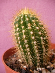 Кактус (Cactus)