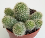 Кактус (Cactus)