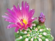 Кактус (Cactus)