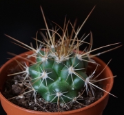 Кактус (Cactus)