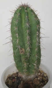 Кактус (Cactus)