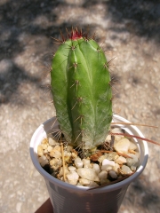 Стеноцереус пруинозус (Stenocereus pruinosus)