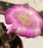 Кактус (Cactus sp)