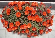 Хамаецереус Ехинопсис силвестри (Chamaecereus silvestrii Echinopsis silvestrii)