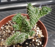 Кактус кристата (Cactus cristata)