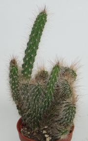 Кактус кристата (Cactus cristata)