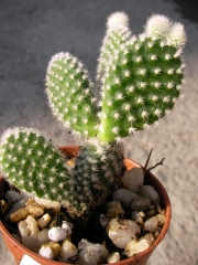 Опунция (Cactus Opuntia microdasys v. albispina)
