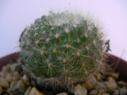 Ребуция (Rebutia, Aylostera kupperiana)