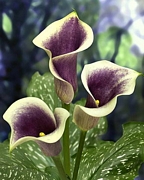 Кала Пикасо (Zantedeschia Calla Picasso)