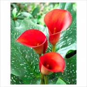 Кала червена (Zantedeschia Calla)