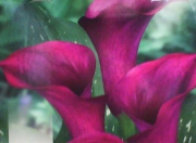 Кала лилава (Zantedeschia Calla Captain Promise)
