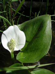 Кала палустрис Блатна кала Белокрил блатник (calla palustris)