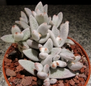Каланхое (Kalanchoe Eriophylla)