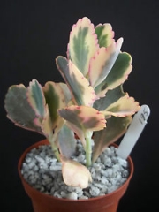 Каланхое fedtschenkoi variegata (Kalanchoe Fedtschenkoi Aurora Borealis variegata)