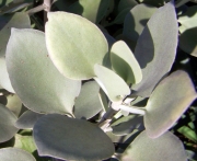 Каланхое (Kalanchoe hildebrandtii Silver Spoons)