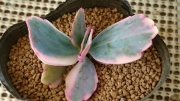 Каланхое (Kalanchoe laxiflora variegated)