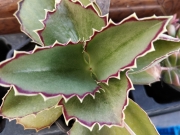 Каланхое (Kalanchoe synsepala)