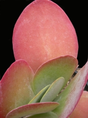 Каланхое (Kalanchoe thyrsiflora)