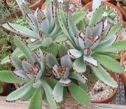 Каланхое (Kalanchoe tomentosa)