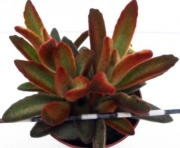 Каланхое (Kalanchoe tomentosa cv. golden girl)