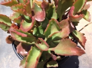 Каланхое лонгифлора (Kalanchoe longiflora, KALANCHOE SEXANGULARIS)