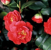 Камелия, червена (Camellia)