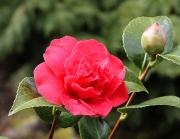 Камелия, червена (Camellia)