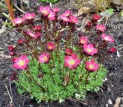 Каменоломка микс (Saxifraga)