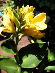 Кана (Canna)