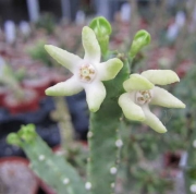 Каралума (Caralluma, Desmidorchis quadrangularis)