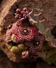 Каралума (Caralluma europaea)